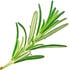 Corsican rosemary